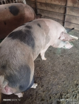 vand porci - imagine 2