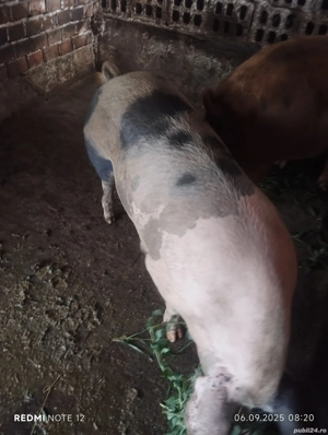 vand porci - imagine 3