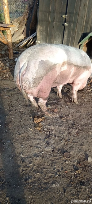 Porci Disponibili 