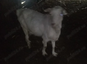 Vând capră românească. - imagine 2