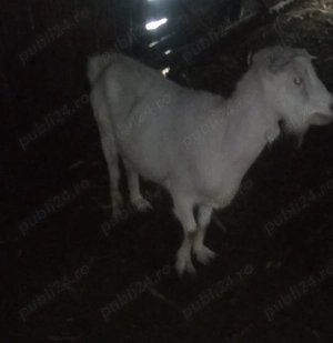 Vând capră românească. - imagine 3