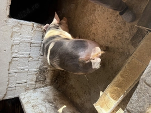 Vind porc pietrean crescut bio