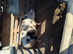 Se vinde scroafă  - imagine 4