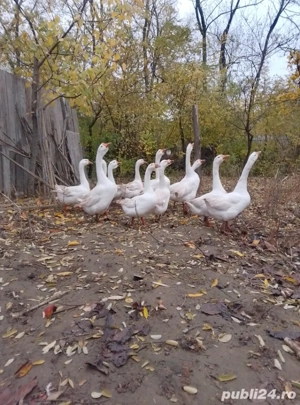 Vând gâște americane  - imagine 2