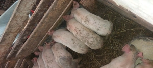 Vand purcei  - imagine 3