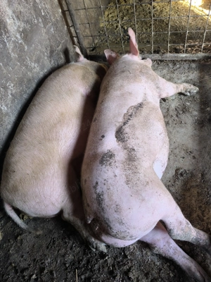 Porci 100-180 kg  - imagine 3