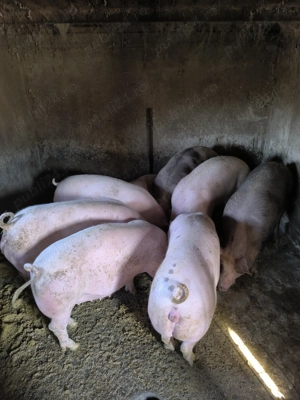 Porci 100-180 kg  - imagine 5