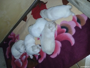 Catei Bison Maltez - imagine 3