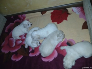 Catei Bison Maltez - imagine 2