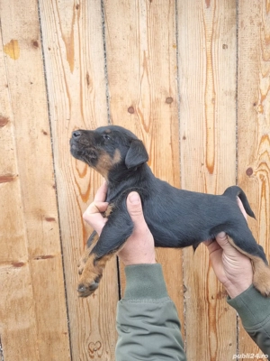 catel jagd terrier  - imagine 2