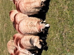 De vanzare 9 oi si un berbec 