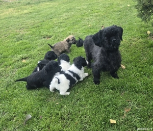 Pui de Shihtzu - imagine 2