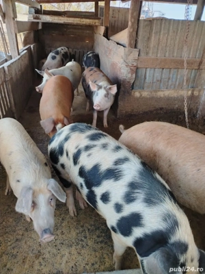 Vand porci rasa de carne  - imagine 3