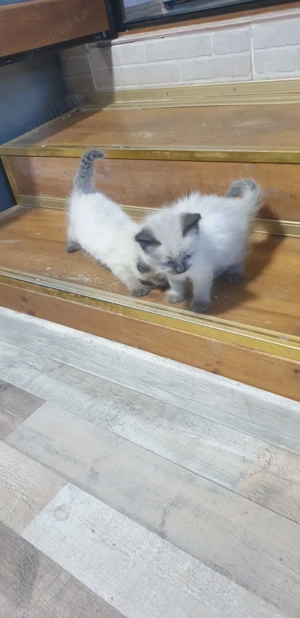 Vând motănei birmanezi - imagine 3