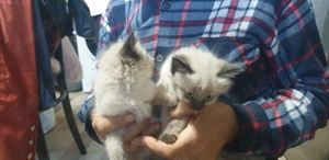 Vând motănei birmanezi - imagine 2