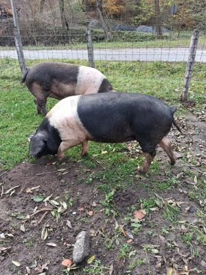 Scroafe Bazna   - imagine 3