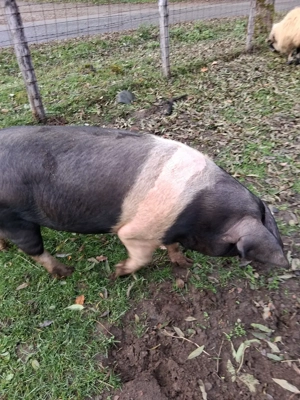 Scroafe Bazna   - imagine 2