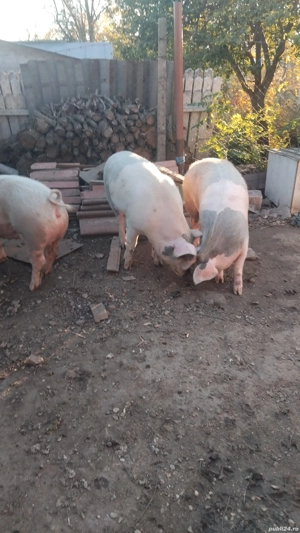 porci de vanzare 