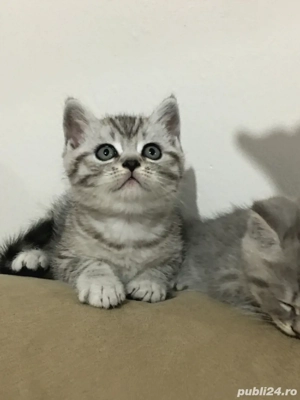 British shorthair baietei si fetite - imagine 4