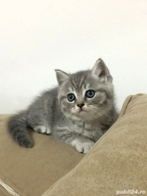 British shorthair baietei si fetite - imagine 3