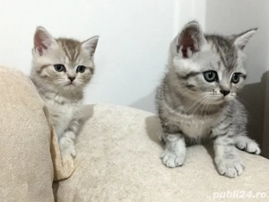 British shorthair baietei si fetite - imagine 2
