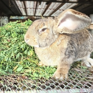 Iepuri și carne de iepure 