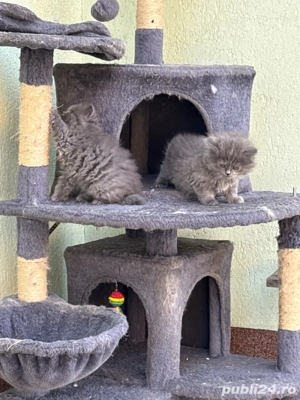 in sibiu disponibile doua fetite brithis