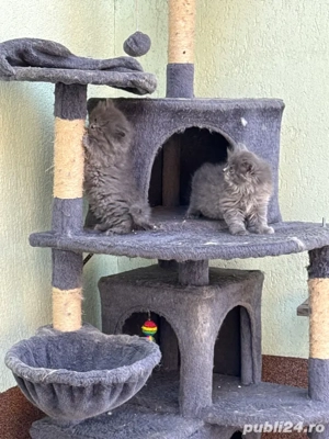 in sibiu disponibile doua fetite brithis - imagine 2