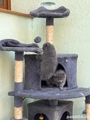 in sibiu disponibile doua fetite brithis - imagine 4