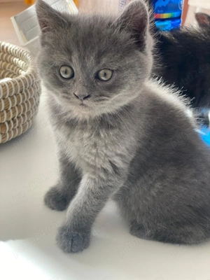 Metisi pufosi deosebiti 750 lei - imagine 2