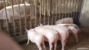 Purcei   suldei   soldani de 14 saptamani - imagine 2