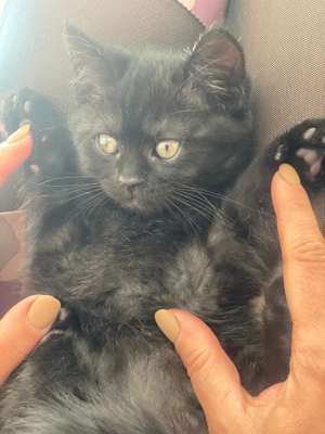 Metisi pufosi deosebiti 750 lei - imagine 3