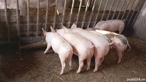 Purcei   suldei   soldani de 14 saptamani - imagine 3