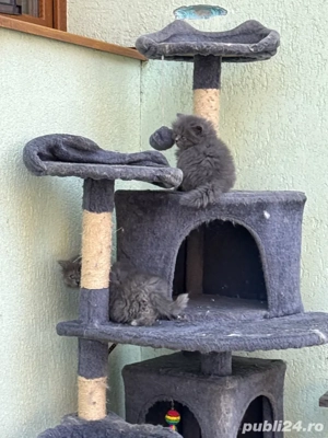 in sibiu disponibile doua fetite brithis - imagine 5