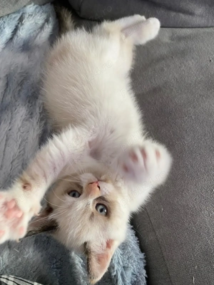 Metisi pufosi deosebiti 750 lei - imagine 4