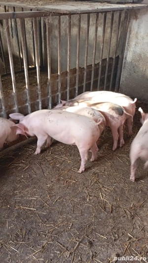 Purcei   suldei   soldani de 14 saptamani - imagine 4