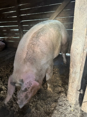 Vabd porc pentru sacrificat  - imagine 2
