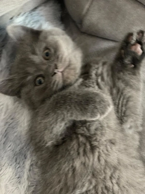 Metisi pufosi deosebiti 750 lei - imagine 5