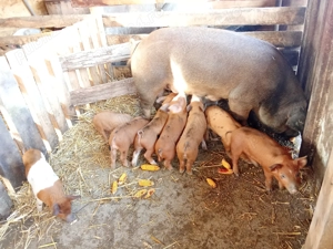 Vând scrofița cu purcei! - imagine 2