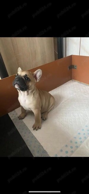Vand pui de bulldog francez - imagine 4