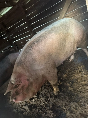 Vabd porc pentru sacrificat  - imagine 5