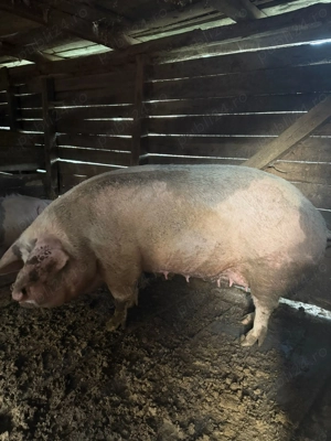Vabd porc pentru sacrificat  - imagine 3