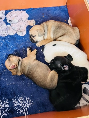 Vand pui de bulldog francez - imagine 2