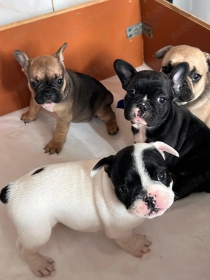 Vand pui de bulldog francez