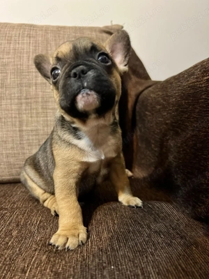 Vand pui de bulldog francez - imagine 3