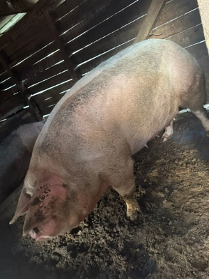 Vabd porc pentru sacrificat  - imagine 4