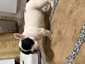 Vand pui de bulldog francez - imagine 5