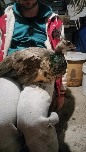 Trio pauni - imagine 3