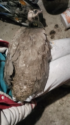 Trio pauni - imagine 2