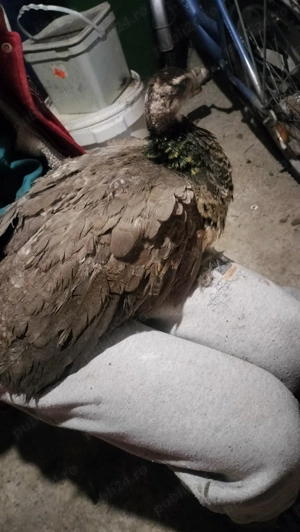 Trio pauni - imagine 4